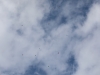 29_Massenanbsprung_2