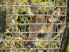 240607_Kitz_neugierig